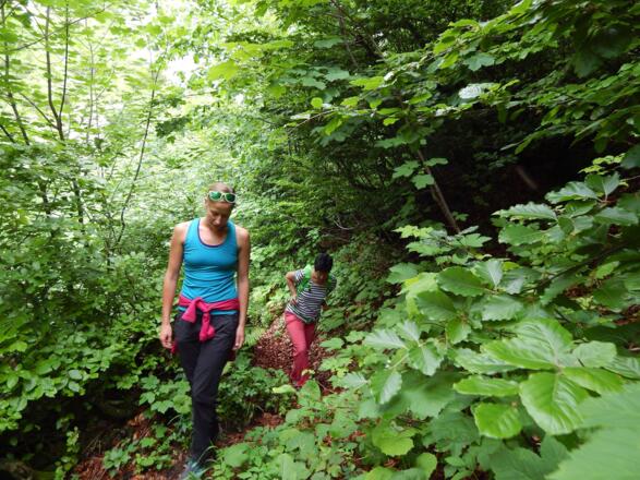 Zuerst durch den Wald