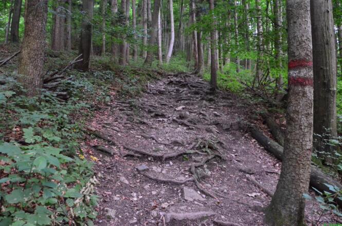 weiter geht es über Wurzelwerk