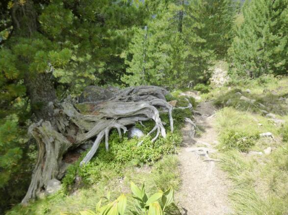 Typische Zirbe in den Nockbergen