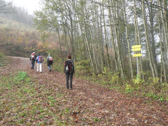 Hinter dem Jagdhaus führt der Weg in einem Linksbogen zur Forststraße