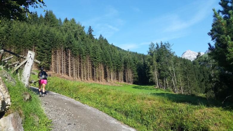 Anstieg über Forststraße