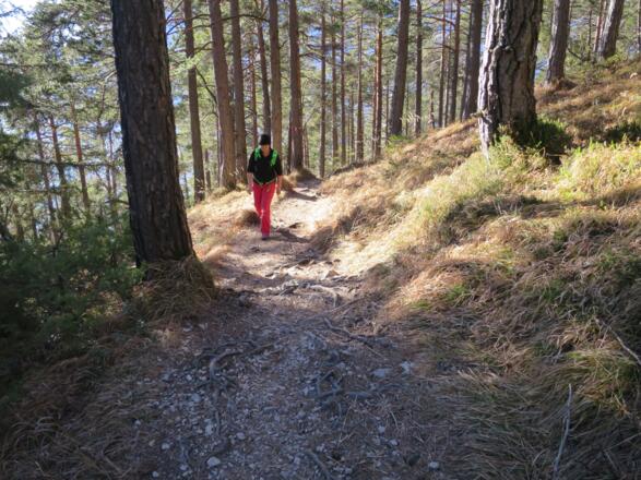 .... zur Astenau Alm verläuft im Wald.