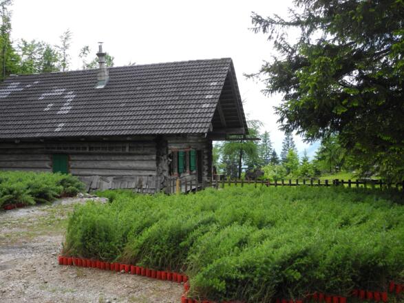 Halbweghütte - Im Mai 2012 lagerten vor der Hütte Setzlinge. Insgesamt wurden 620 000 Bäume auf 245 ha gepflanzt.