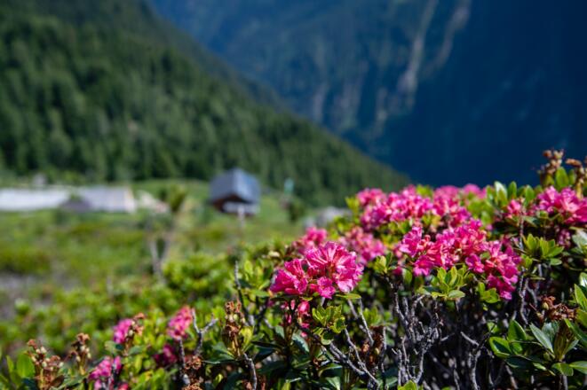 Alpenrosen bedecken die Wiesen um die Gamshütte