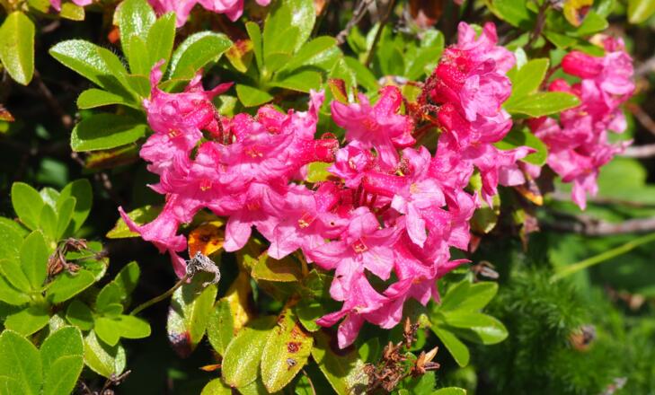 Almrausch am Gipfelhang