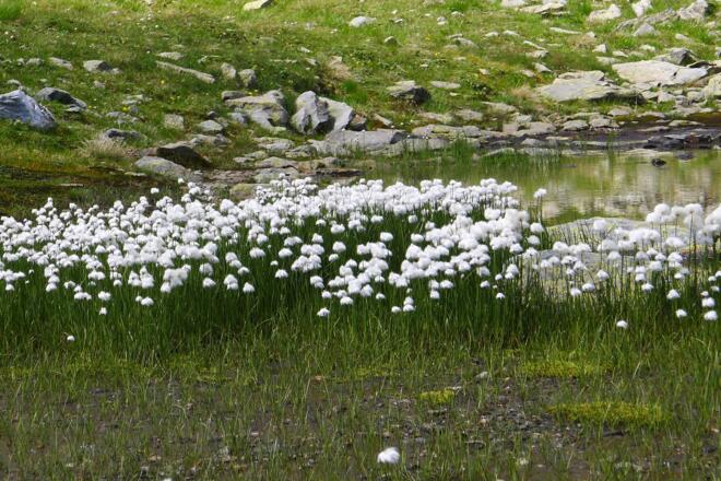 Wollgras bei den Gritzer Seen