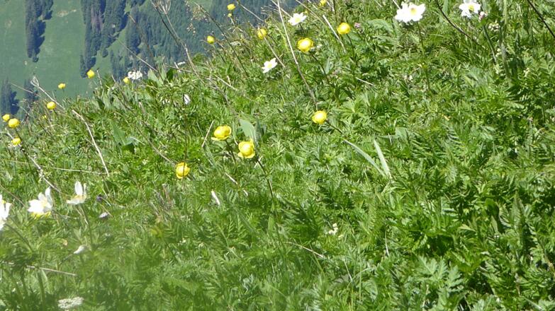 Üppige Blumenwiese mit Trollblumen