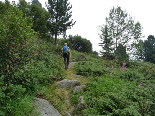 Durch einen lockeren Zirben- und Erlenbestand führt der Steig durchwegs in gerader Linie bergan.