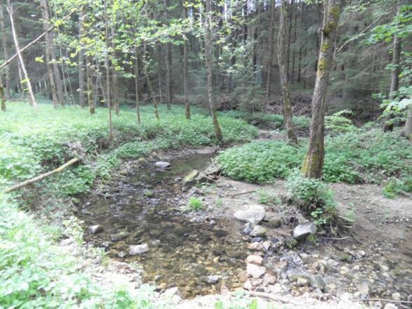 Kleiner Bach