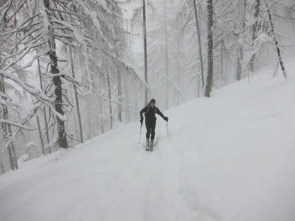Kurz vor der Wildalm wird es flacher und der Wald lichtet sich