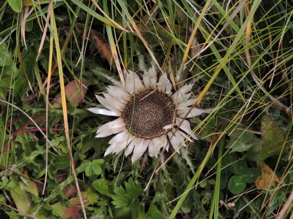Silberdistel