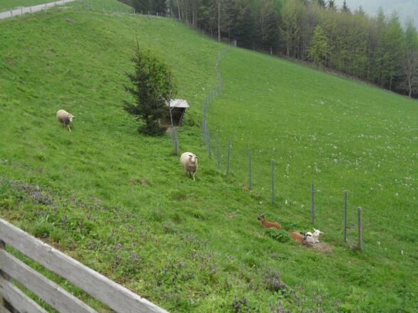 Schafe sind zu früher Stunde die einzigen, die auch schon wach sind.