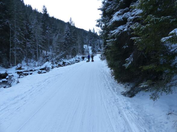 Zu Beginn geht es auf der Rodelbahn bis zum Gh. Bergheim