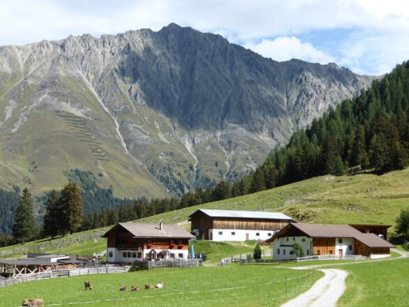 Gleirschalm im Sommer