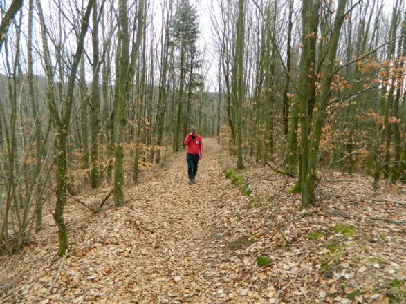 durch den Buchenwald