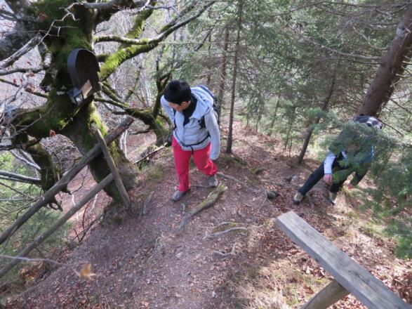 Auf  ca. 1335 m gabelt sich der Weg erneut. Nun halten wir uns rechts (östlich) und queren, teilweise absteigend, zu den Felstürmen.