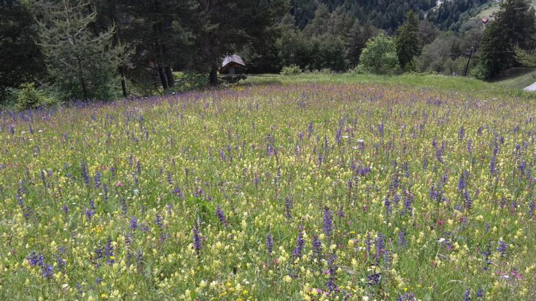 Wiesensalbei, Klappertopf, Esparsette: bunte Blütenpracht auf eine Übersachsner Wiese