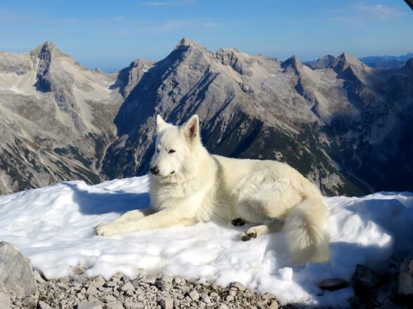 im Hintergrund Birkkarspitze und Kaltwasserkarspitze, vorne Lanouk