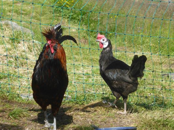 Unsere speziellen Sommergäste. Ab 5:30 Uhr ist die Nacht zu Ende.