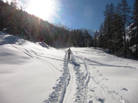 Wir verlassen die Almflächen der Studlam und tauchen wieder in den Wald ein.