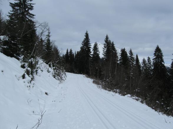Immer in angenhemer Steigung geht es zum Loassattel. Im Hintergrund hinter den Bäumen zeichnet sich der Gipfel des Kuhmöser ab.
