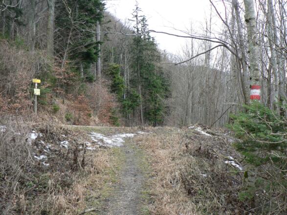 Auf der Forststraße halten wir uns wieder links
