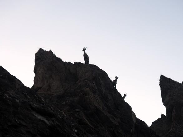 Unter Beobachtung beim Kälberschartle 1791m