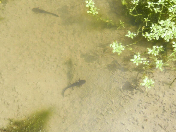 Natürlich diese Larven des Alpensalamanders oder des Bergmolchs. Weiß ich leider nicht genau.