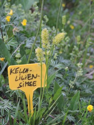 Kelchliliensimse