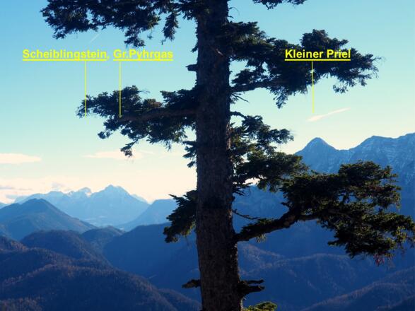 Zirbe auf der Ahornalm um 1310m