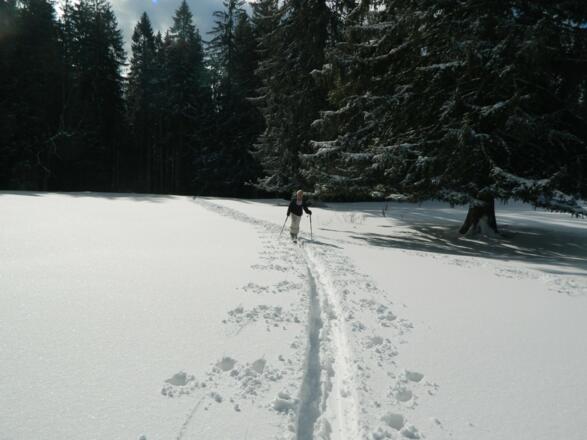 heraus aus dem Wald auf die Gschwendtalm