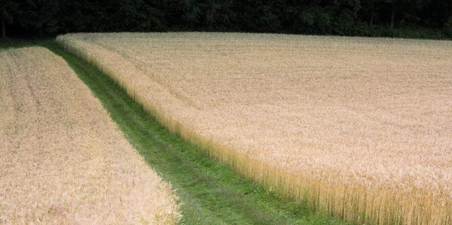 Durch die Felder