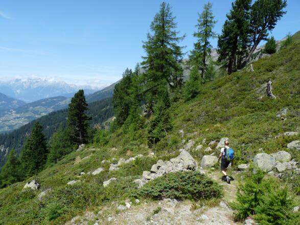 Die Waldgrenze ist mit ihren vom Wetter zerzausten Zirben und Lärchen besonders reizvoll.