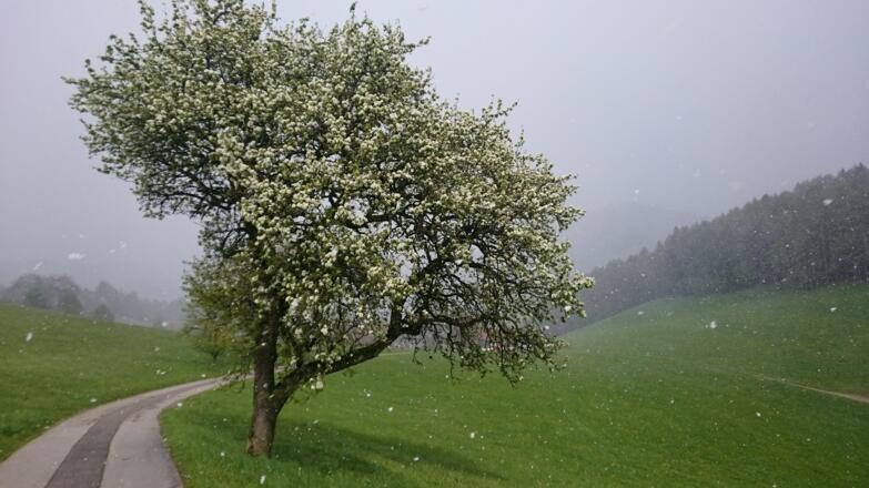 Schneegestöber und Baumblüte im Wurmbachgraben