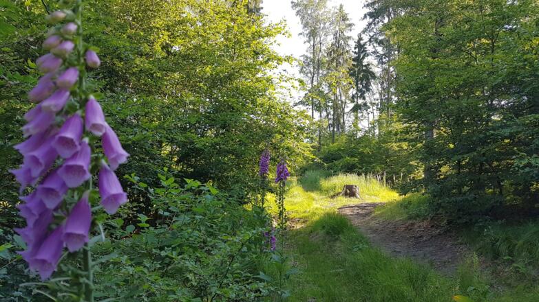 Fingerhut im offenen Mischwald,  Vorsicht giftig!