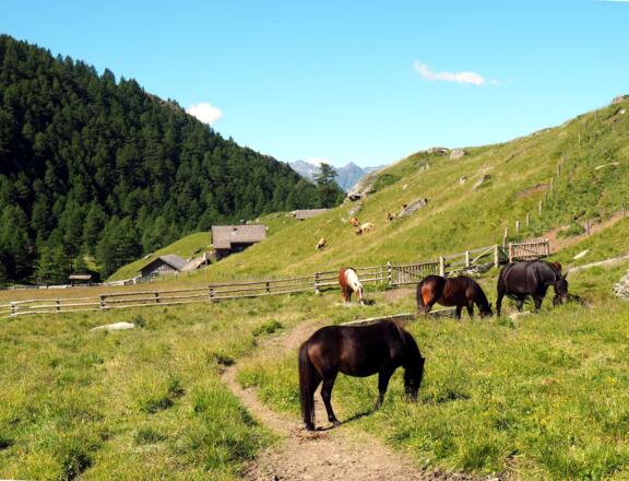 Vor der Äußeren Steineralm 1914m