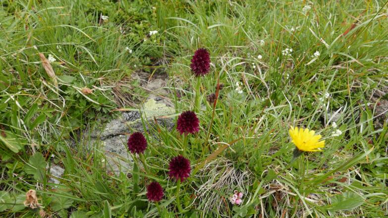 Kohlrösel am Weg zum Weißen Beil