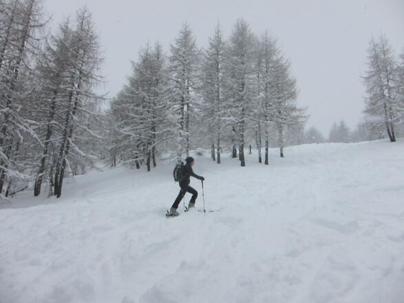 Durch lichten Lärchenwald hinauf zum Gipfel