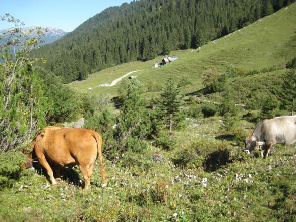 Blick auf die Fluchtalpe - im Hintergrund der Hohe Ifen