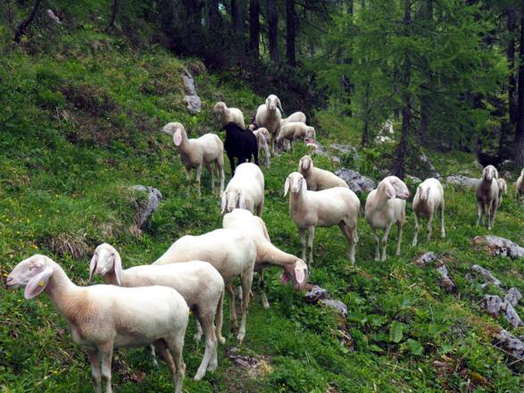 Schafe bei der Alplhütte 1700m