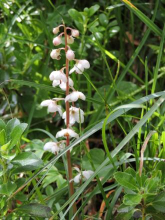 Waldhyazinthe