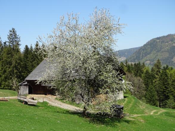 Ein Hof schöner als der Andere