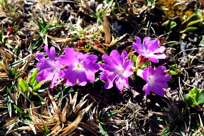 Zwergprimel am Nockplateau