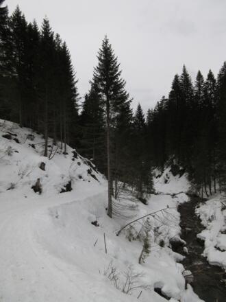 Der Rückweg erfolgt wieder über den gewalzten Weg am Bach entlang.
