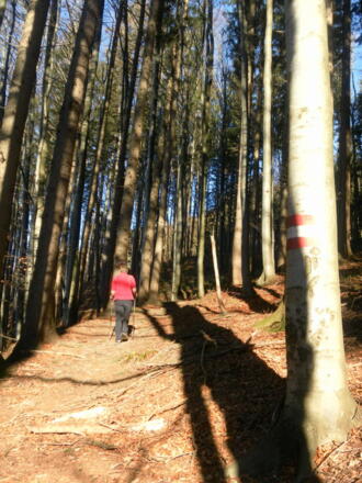 Waldweg
