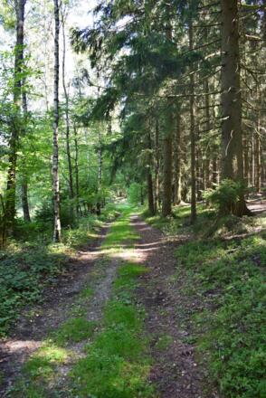 Schöne Waldwege warten
