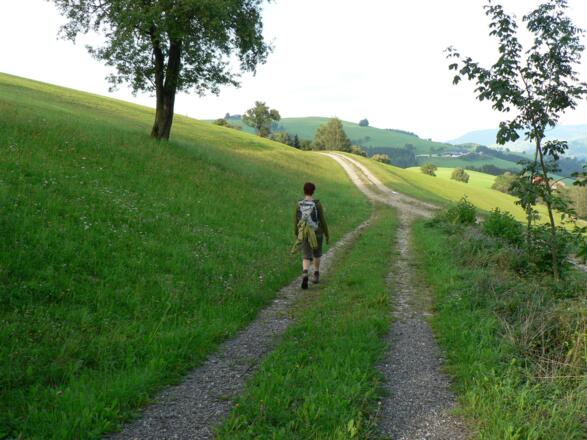 ... bis er kurz vor der &quot;Riegler Seff&quot; breiter wird und aus dem Wald führt