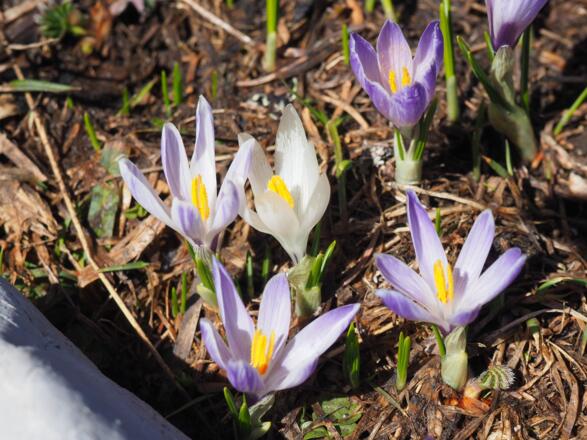 Krokusse neben dem Restschnee um 1410m