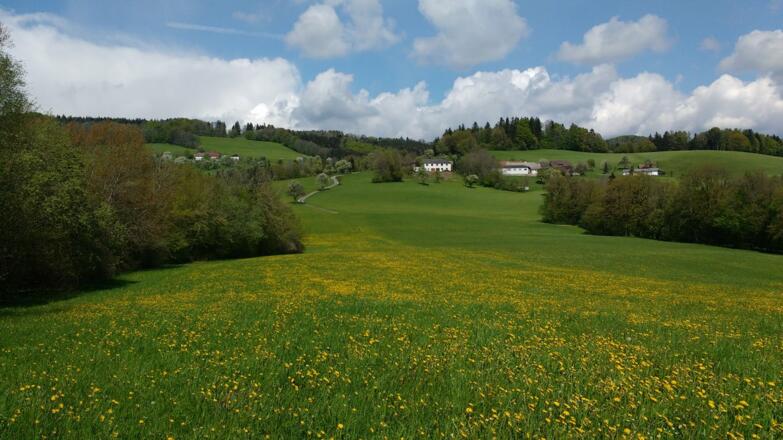 Durch blühende Wiesen