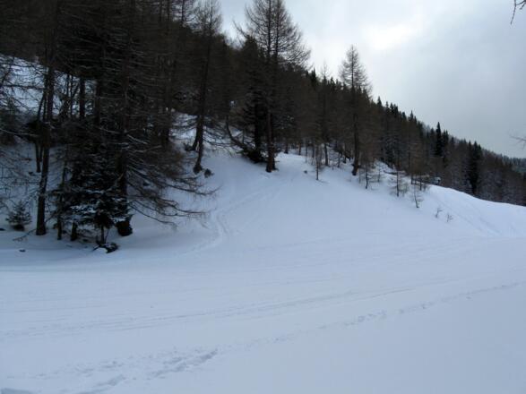 ... die Piste überquert, um gleich darauf wieder im Wald zu verschwinden. Im Hintergrund sieht man zwischen den Lärchen den weiteren Aufstiegsverlauf.